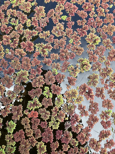 Azolla, 2025-07-16