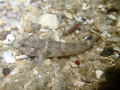 Meggitt's Goby photo 4