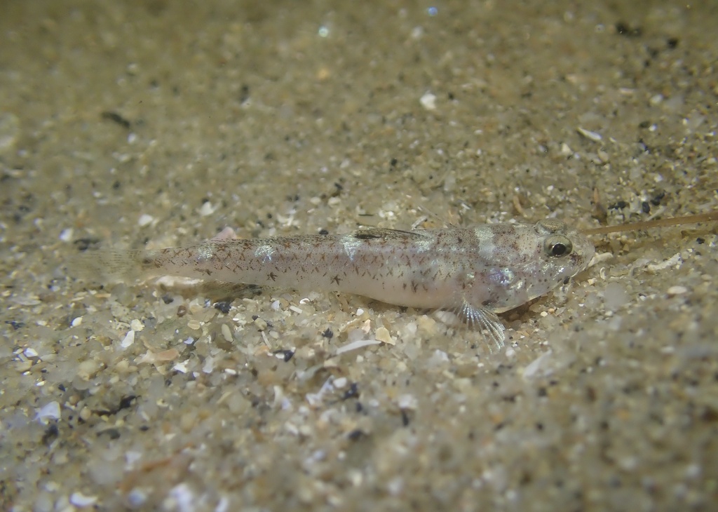 Pale silhouette goby (Silhouettea evanida) — Gobiidae