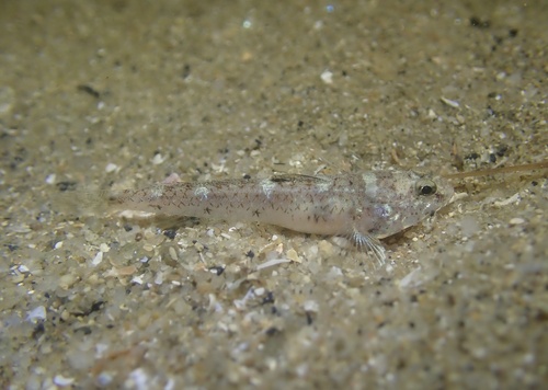 Pale silhouette goby (Silhouettea evanida) — Gobiidae