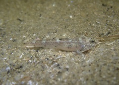 Vanishing Silhouette Goby photo 2