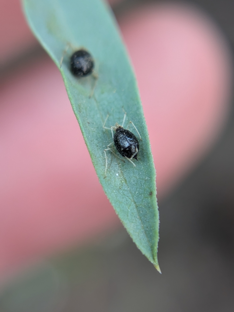 Uroleucon carberriense