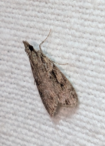 Eudonia spenceri photo 2