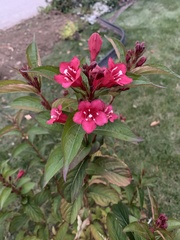 Weigela floribunda