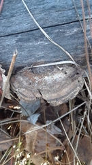 Gloeophyllum trabeum