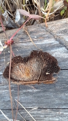 Gloeophyllum trabeum