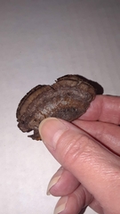 Gloeophyllum trabeum