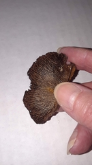 Gloeophyllum trabeum