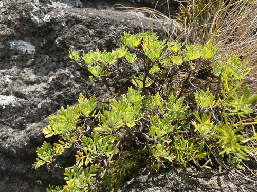 Artemisia australis observed 2025-08-08