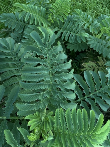 Melianthus major