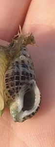 Maculotriton observed 2019-08-08