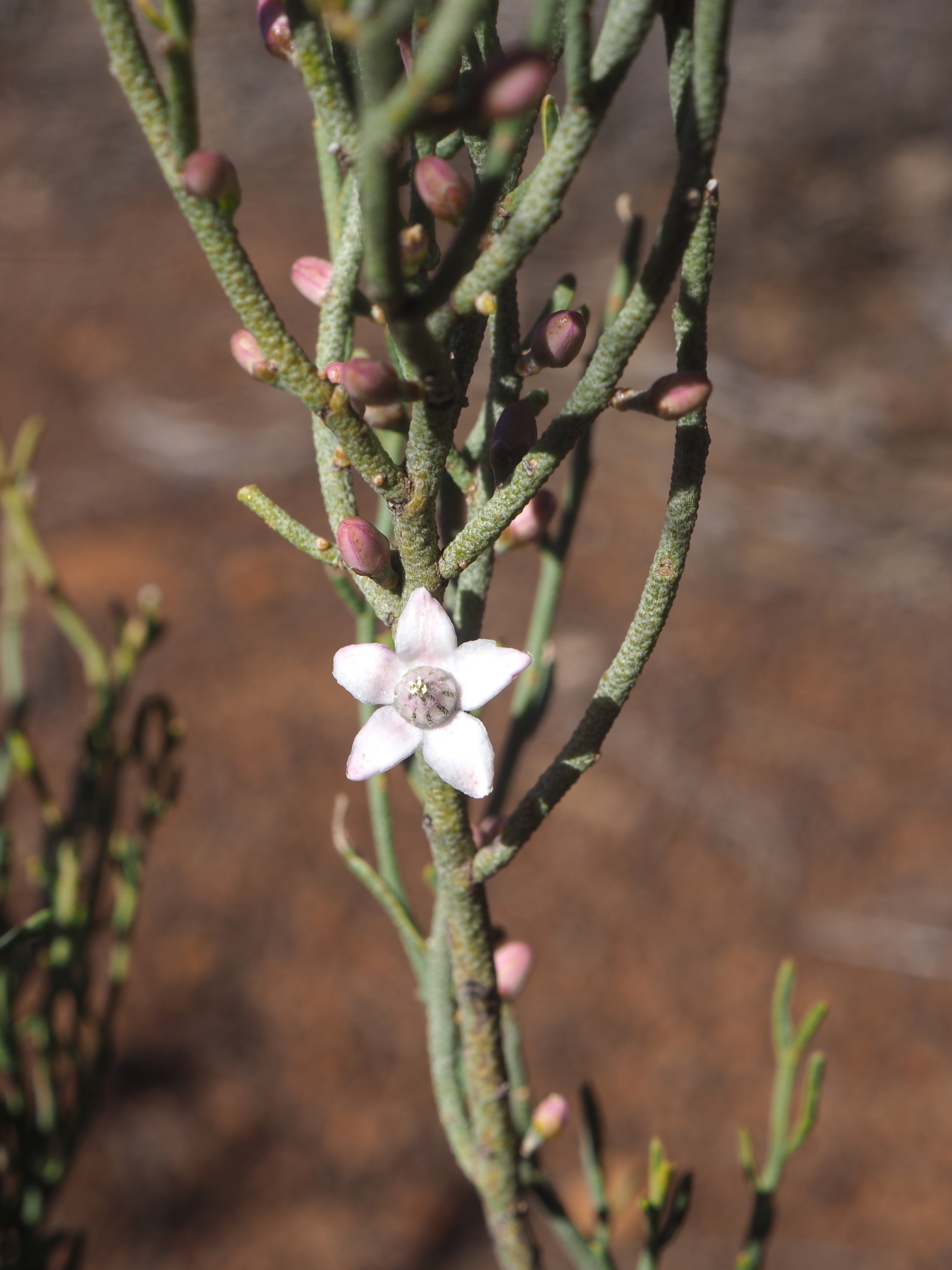 Philotheca brucei
