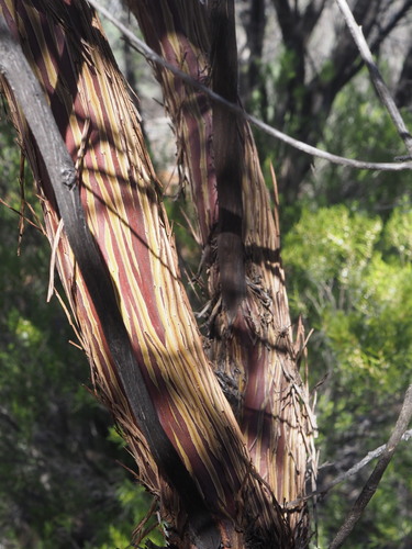 Ewart's Mallee (Eucalyptus ewartiana)