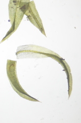 Zygodon viridissimus