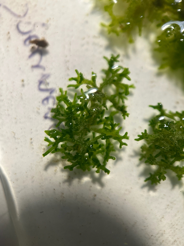 Chaetophora lobata observed 2025-08-08