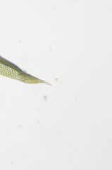 Zygodon viridissimus