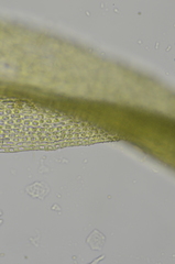 Zygodon viridissimus