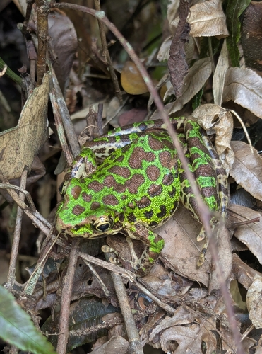 Wuyi Sharp-nosed Frog, Odorrana huanggangensis