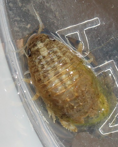 Sphaeroma triste