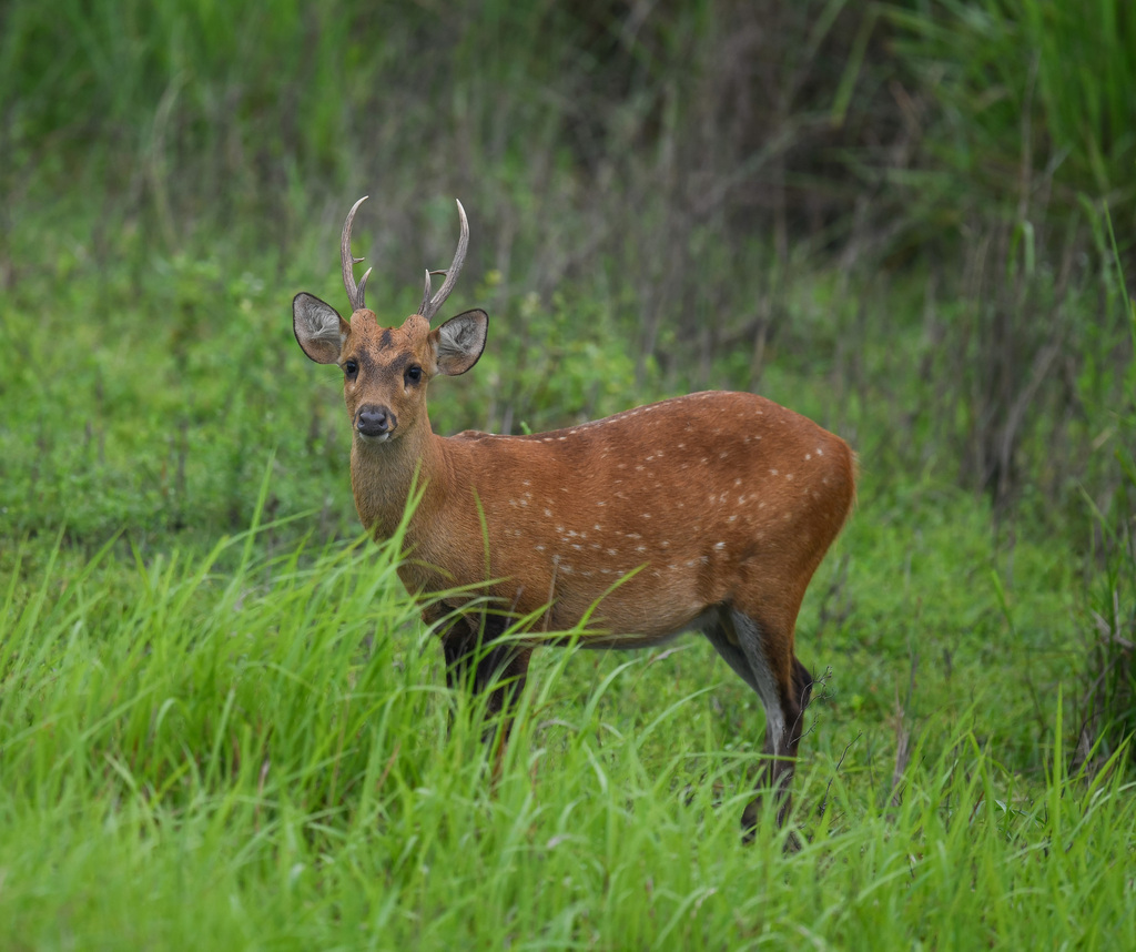 Axis porcinus porcinus, Assam, IN, by rejoicegassah