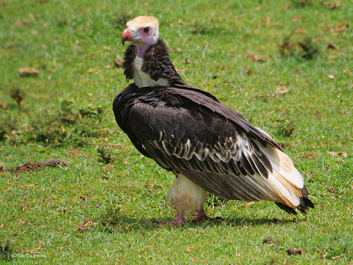 White-headed Vulture