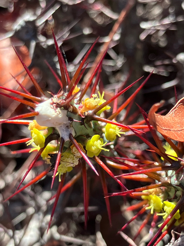 Verdigris Spiny Milkweed (Euphorbia aeruginosa)
