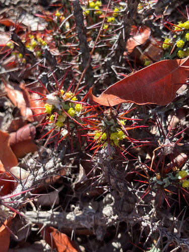 Euphorbia aeruginosa, photograph 2