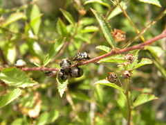Orsilochides scurrilis