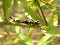 Orsilochides scurrilis