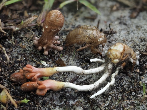 Ophiocordyceps sobolifera