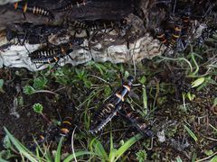 Monticomorpha flavolimbata