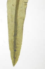 Dichodontium pellucidum