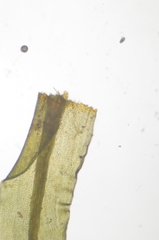 Dichodontium pellucidum