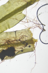 Dichodontium pellucidum