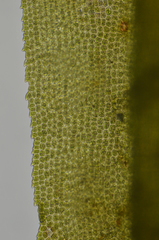 Dichodontium pellucidum