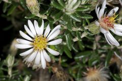 Diplostephium ericoides