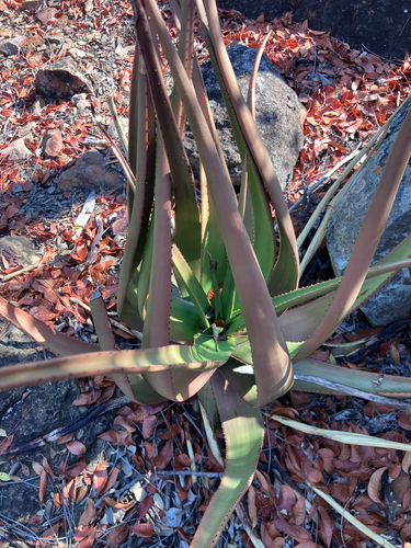 Malapati aloe (Aloe lutescens)