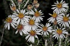 Diplostephium ericoides