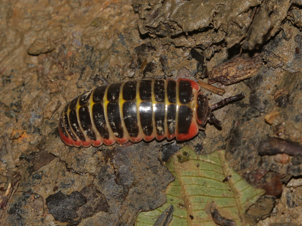 Rhopalomeris monacha