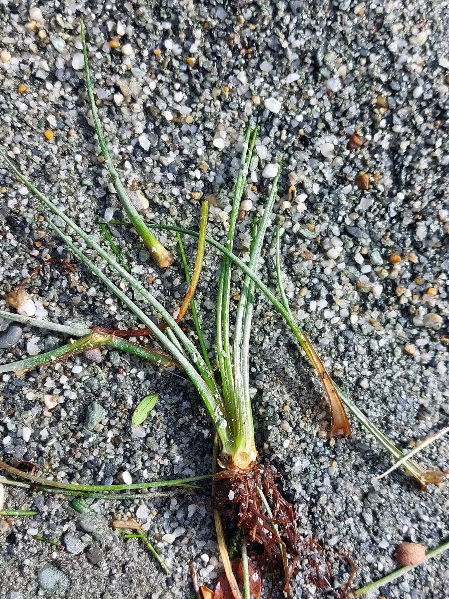 Alpine Quillwort (Isoetes alpina)