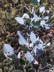Eucalyptus globulus — photo 2