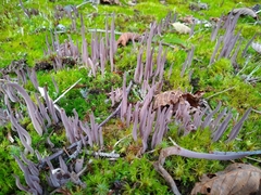 Alloclavaria purpurea