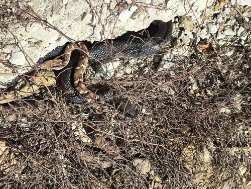 Central Asian Pitviper