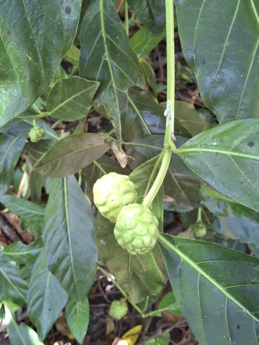 Morinda citrifolia iNat (2)