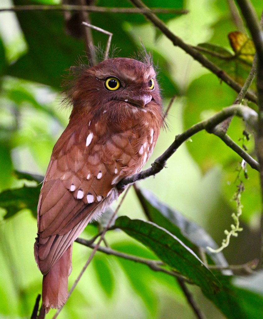Short-tailed Frogmouth (Batrachostomus poliolophus)
