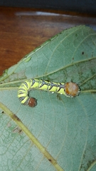 Truncaptera inopinata