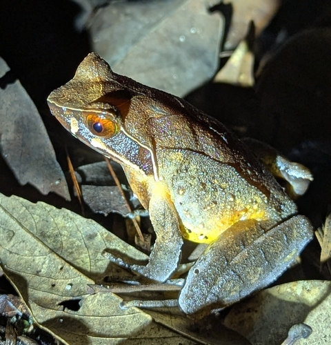 Mangshan Horned Toad, Xenophrys mangshanensis