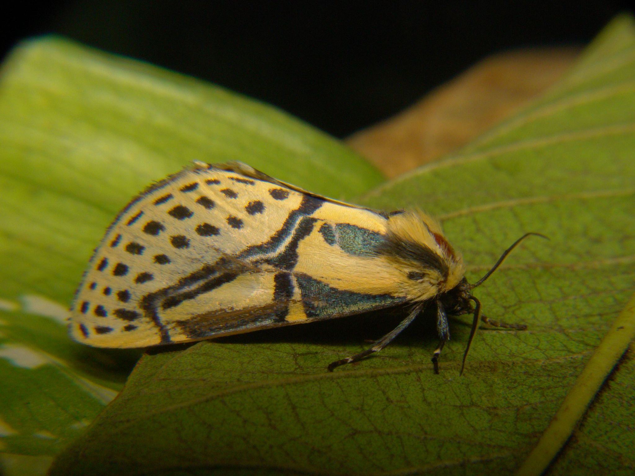 Diphthera festiva image