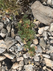 Potentilla nivea
