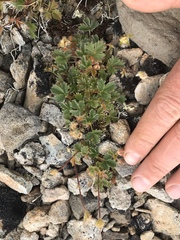 Potentilla nivea